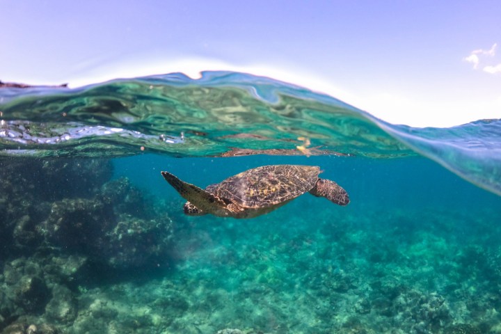 a turtle swimming under water