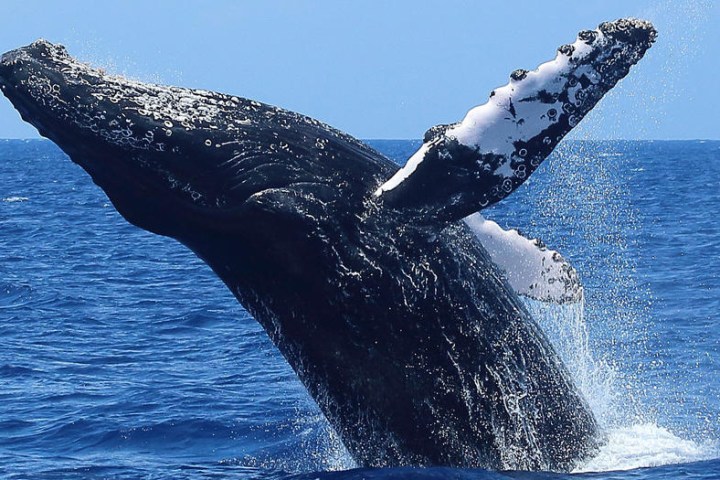 a whale jumping out of the water